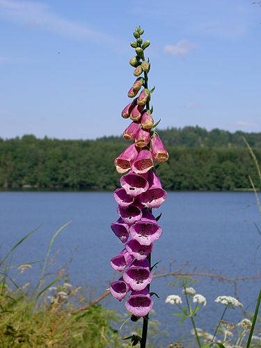 Digitalis purpurea